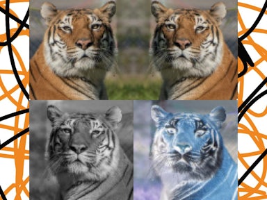 Four pictures of tigers, where one is inverted, one is mirrored, one is in black and white, and the last is the original image.