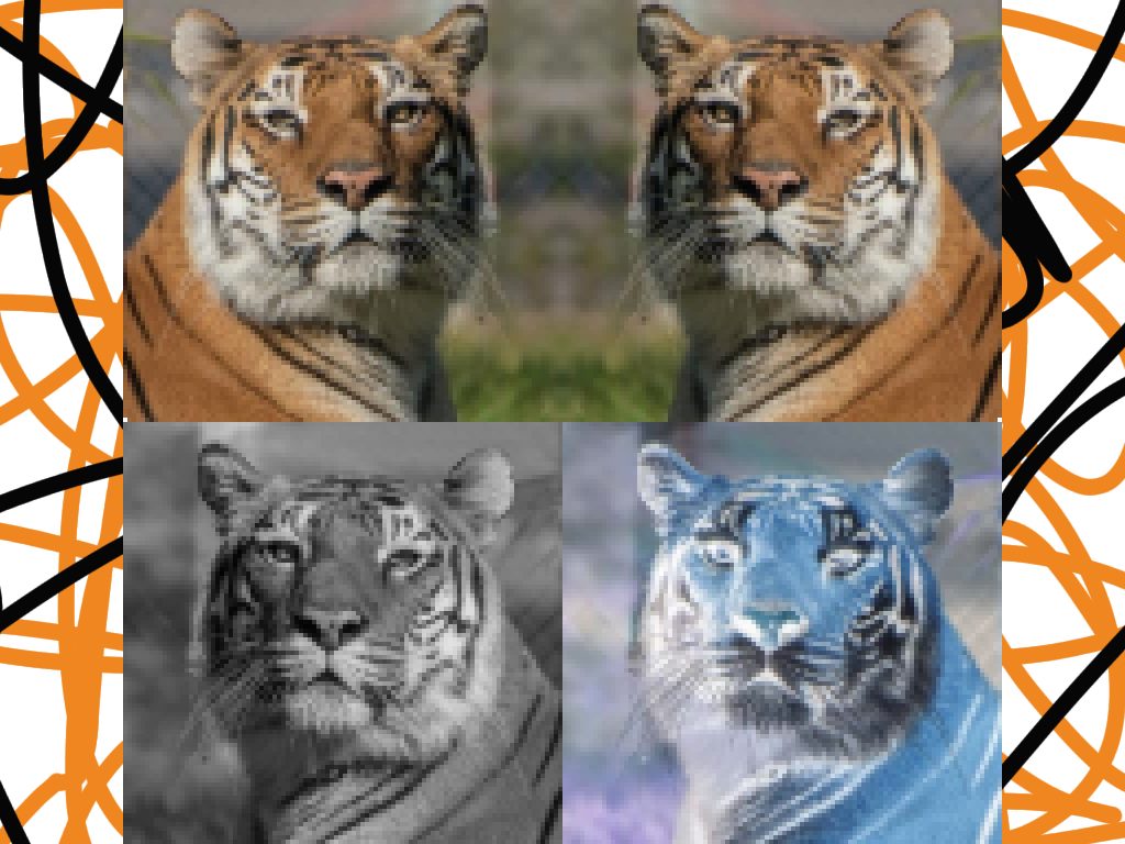 Four pictures of tigers, where one is inverted, one is mirrored, one is in black and white, and the last is the original image.